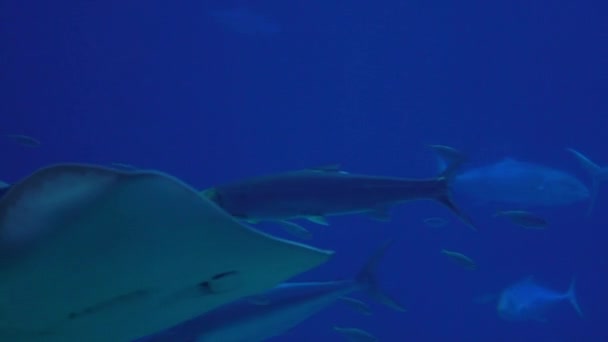 Slowmotion Underwater View Hovering Giant Oceanic Manta Ray Flying Sea — Vídeo de stock