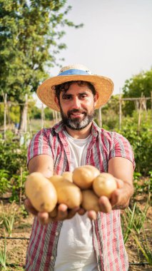 Organik sebzeler. Erkek çiftçinin ellerinde taze patates. Patateslerle ayakta duran neşeli adam tarlada hasat topluyor ve patates tohumlarını gösteriyor, kameraya bakıyor.