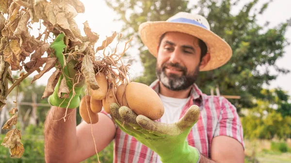 Portrait of a modern bearded farmer man with potatoes on hands looking at camera smile and stands in the agricultural field. Cheerful male worker in agricultural farm.