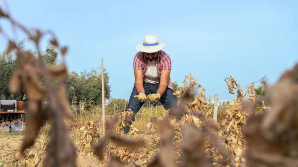 Bearded farmer man with hat and organic potato harvest in fields. Male worker with potato in agricultural farm plantation. Organic vegetables and agriculture farming