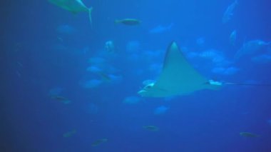 Underwater view of hovering giant oceanic manta ray flying over the sea floor. Mobula birostris floating on water among other fish. Watching undersea fishes and marine animals