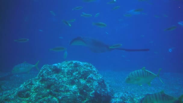 Underwater View Hovering Giant Oceanic Manta Ray Flying Sea Floor — Stock videók