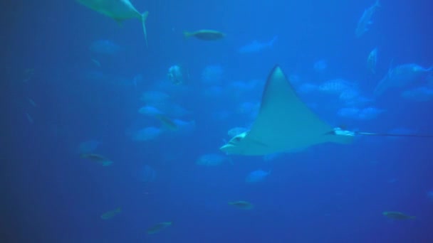 Underwater View Hovering Giant Oceanic Manta Ray Flying Sea Floor — Vídeos de Stock