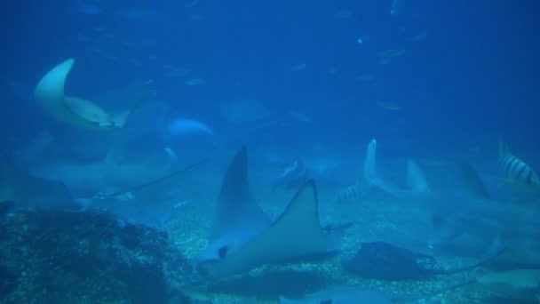 Underwater View Hovering Giant Oceanic Manta Ray Flying Sea Floor — Vídeo de Stock