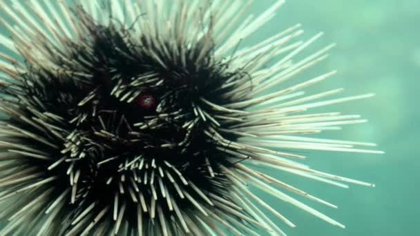 Okyanusta Suyun Altındaki Dikenli Karadeniz Kestanesinin Yavaş Akışı Karayipler Deniz — Stok video