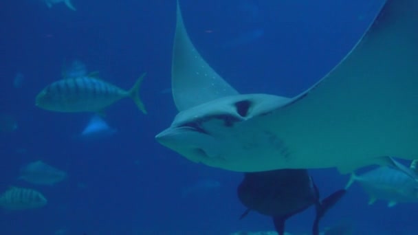 Slowmotion Underwater View Hovering Giant Oceanic Manta Ray Flying Sea — Vídeos de Stock