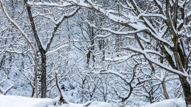 Karlar içinde donmuş ağaçlarla kaplı panoramik bir manzara. Büyülü kış ormanı. Japonya 'nın Nagano bölgesindeki Jigokudani' de güzel doğal manzara, ünlü manzara.