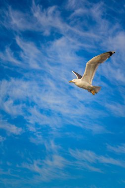 Gökyüzünde martı