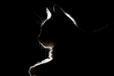 siluet siyah bir zemin üzerine güzel bir kedi
