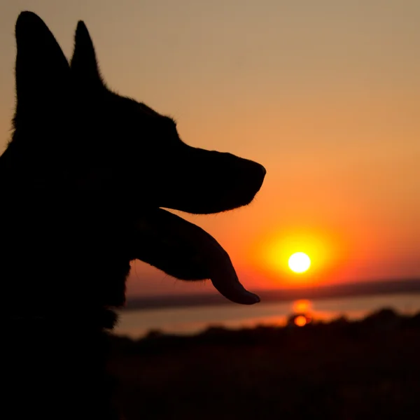 Собаки силует на заході сонця в полі — стокове фото