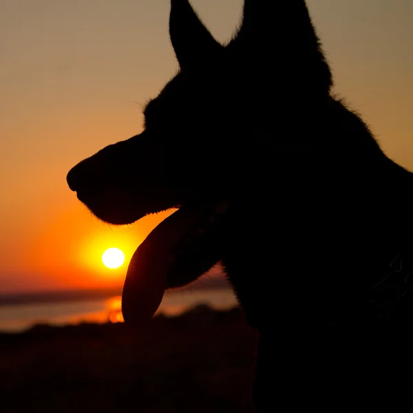 Kutyák sziluett naplementekor területén — Stock Fotó