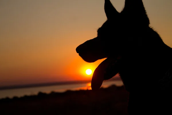 Silhouette de chiens au coucher du soleil dans le champ — Photo