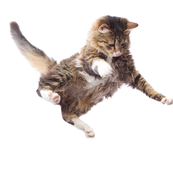 Portrait of a cute flying fluffy kitten — Stock Photo, Image