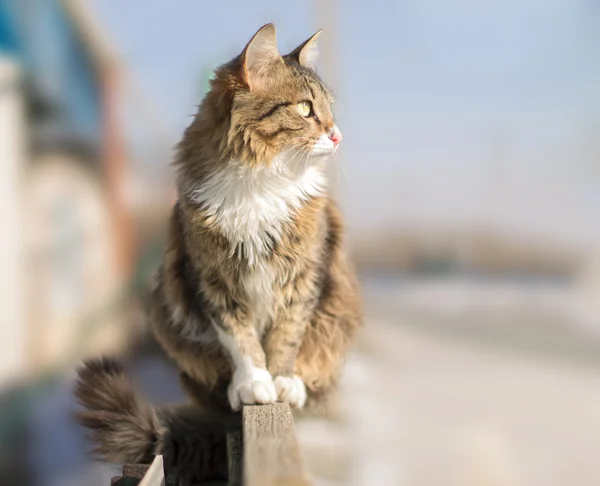 Niedliche flauschige Katze sitzt im Winter auf einem Zaun — Stockfoto