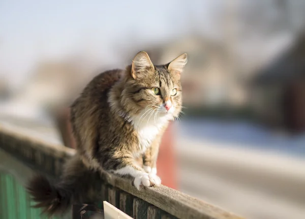 Niedliche flauschige Katze sitzt im Winter auf einem Zaun — Stockfoto
