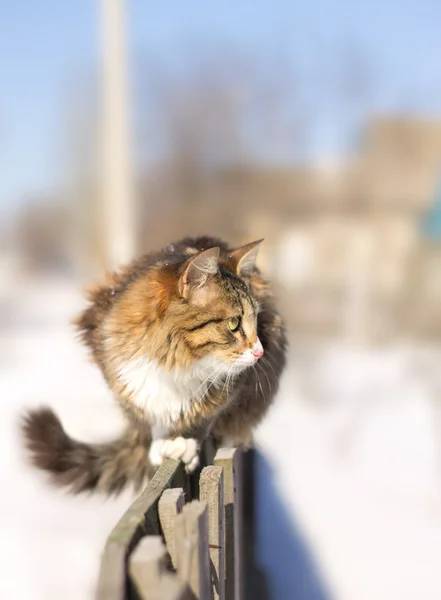 Lindo gato esponjoso sentado en una valla en invierno — Foto de Stock