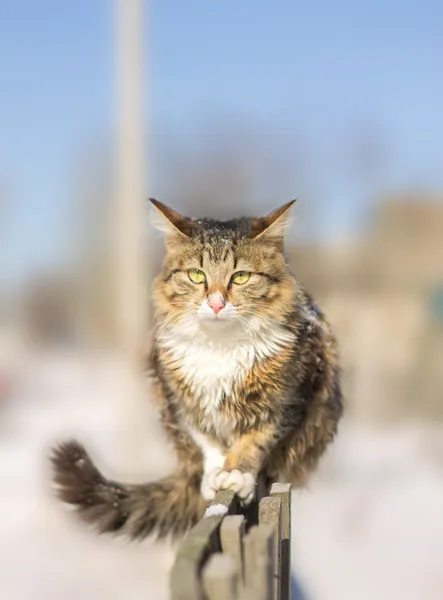 Desanimado jovem gato sentado em uma cerca no inverno — Fotografia de Stock