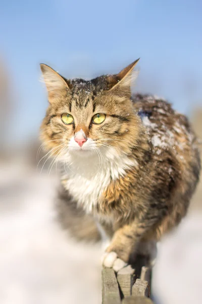 Zniechęcony młody kot będzie na ogrodzenie w zimie — Zdjęcie stockowe