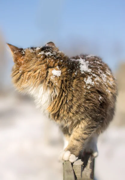 Обескураженный молодой кот собирается на забор в зимний период — стоковое фото