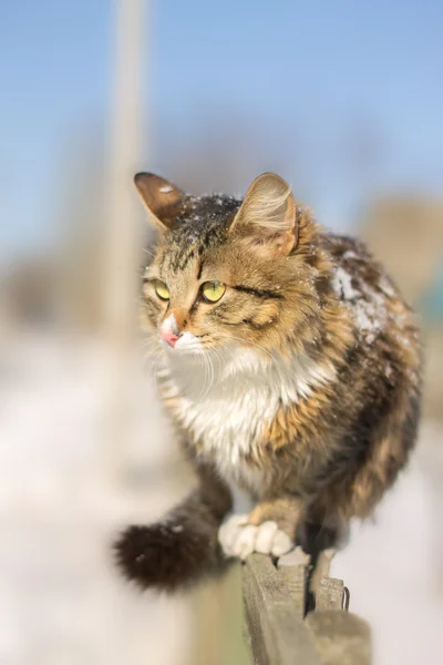 Discouraged young cat going on a fence in winter — Stock Photo, Image