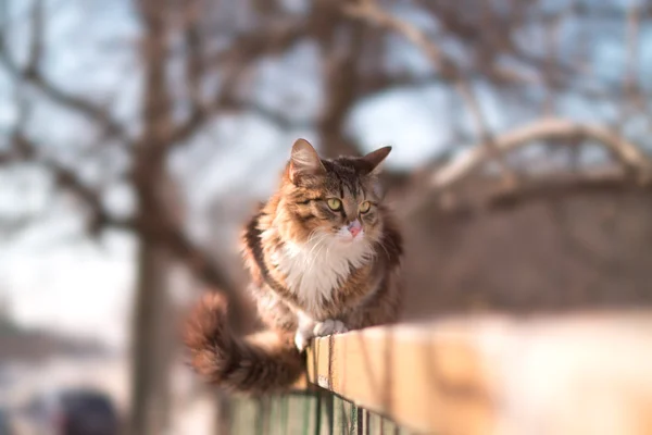 Niedliche flauschige Katze sitzt im Winter auf einem Zaun — Stockfoto