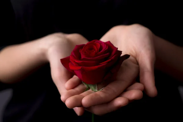 Bella rosa rossa sulla mano della ragazza su uno sfondo nero — Foto Stock