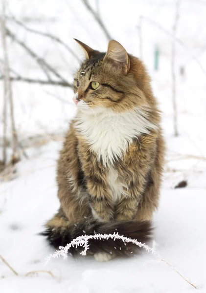 雪の中で座っている美しい縞模様の猫 — ストック写真