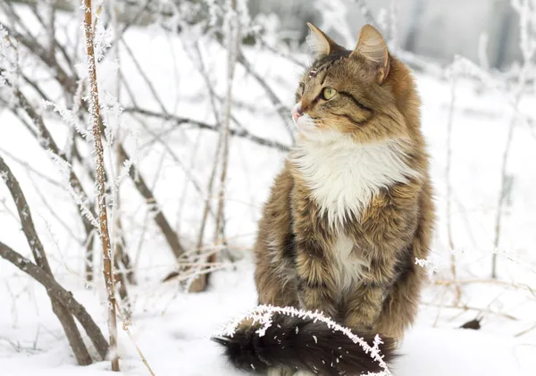 Piękny pasiasty kot siedzi w śniegu — Zdjęcie stockowe