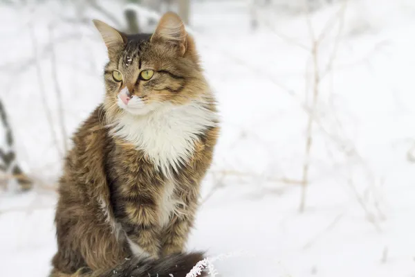 Schöne gestreifte Katze sitzt im Schnee — Stockfoto