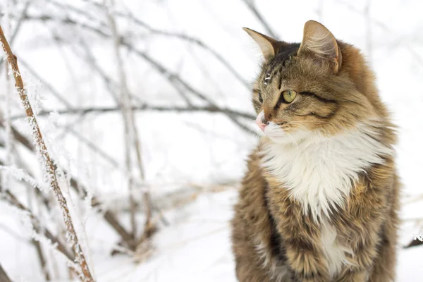 Karda oturan güzel çizgili kedi — Stok fotoğraf