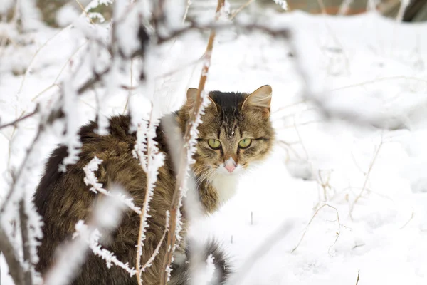 Vacker randig katt sitter i snön — Stockfoto