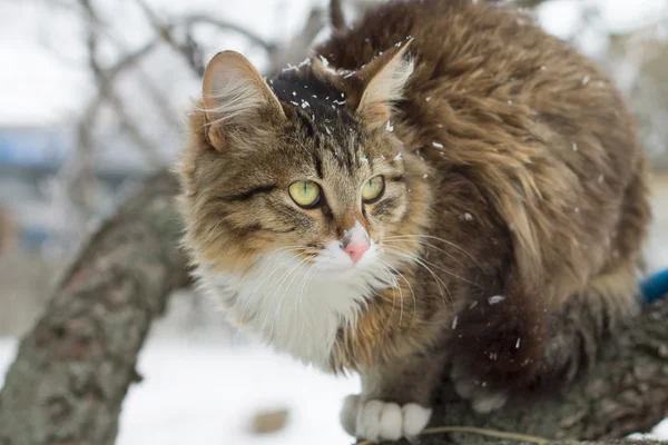 Vacker randig katt sitter i snön — Stockfoto