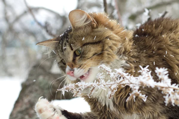 Karda oturan güzel çizgili kedi — Stok fotoğraf