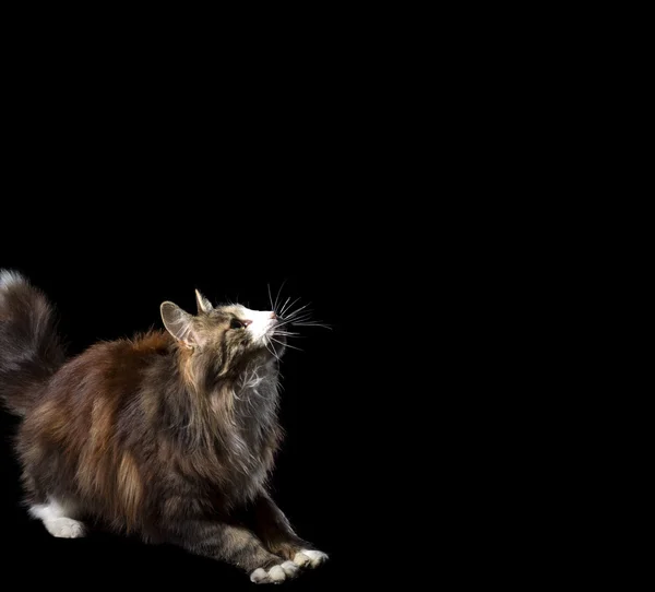 Милий пухнастий кошеня на чорному тлі ловить смоктання — стокове фото
