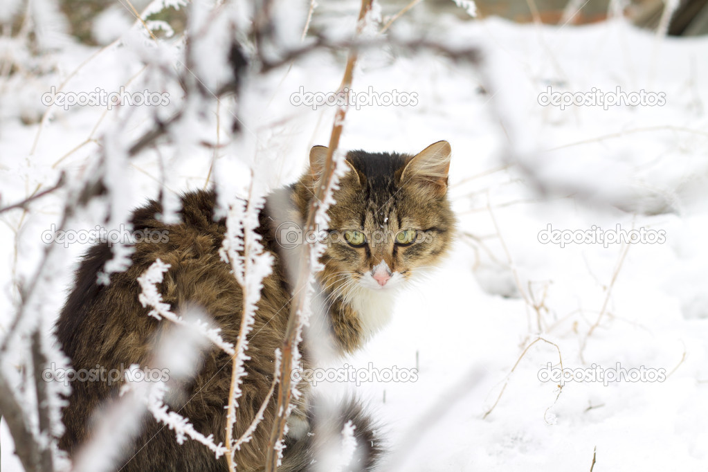 beautiful striped cat sitting in the snow