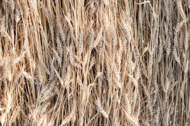 Buğday üstüne fırtına, yağmurlu hava, doğal arka plan manzarası, sahada doğal doku.