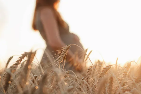 成熟的麦穗弯曲的背景下的模糊的腹部孕妇走在自然的日落 一个新的生命概念的诞生 — 图库照片