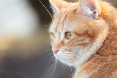 Zencefilli, şişman kedi portresi, açık hava, yüz hayvanı, pofuduk yanaklar