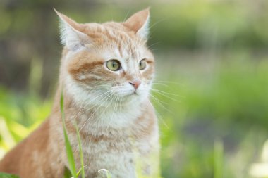 Baharın doğasında yürüyen kafası karışmış kırmızı kedinin portresi, yeşil çimlerde alarma geçirilmiş komik bir hayvan.