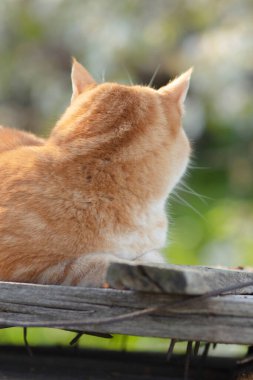Kızıl kedinin başı güneş ışığında tahta çatıda yatıyor, bahar doğasında evcil hayvan.