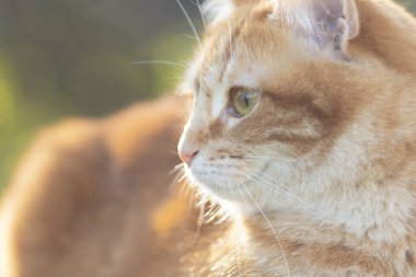 Güneş ışığındaki güzel kırmızı kedinin yumuşak portre profili, bahar doğasında dinlenen hayvan, kırsal alan