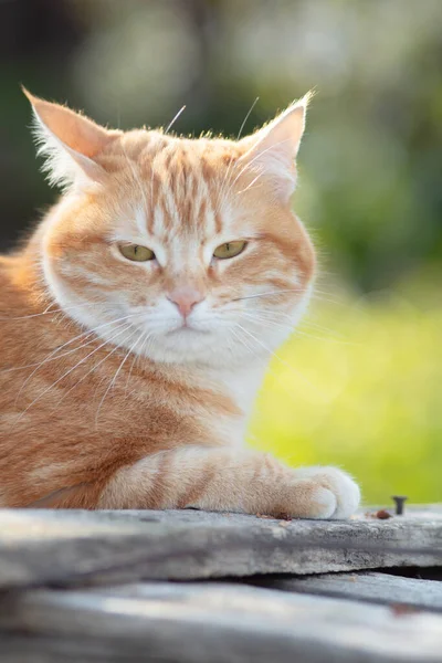 Τζίντζερ Γάτα Εξωτερικούς Χώρους Αναιδής Ρύγχος Λίπος Κατοικίδιο Ζώο Στη — Φωτογραφία Αρχείου