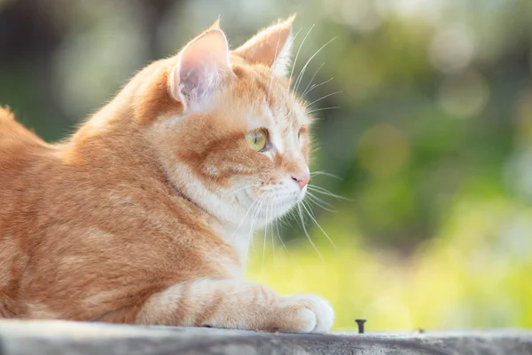 Söt Ingefära Katt Liggande Trä Tak Solljus Husdjur Vilar Våren — Stockfoto