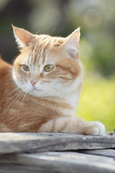 Portrait Red Confused Cat Walking Spring Nature Funny Pet — Stock Photo, Image