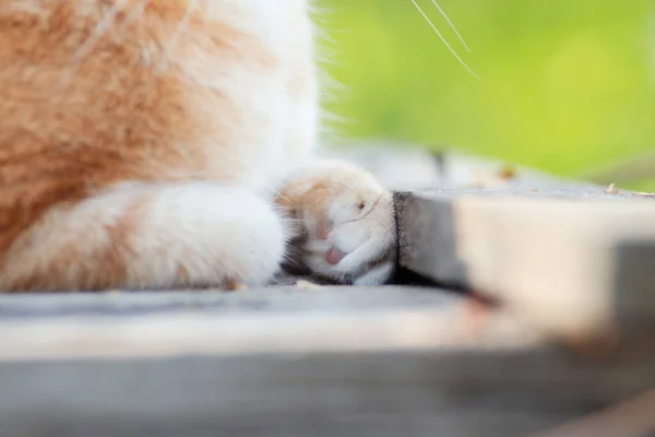 Striped Fluffy Paws Ginger Cat Lying Wooden Roof Life Yard — Fotografia de Stock