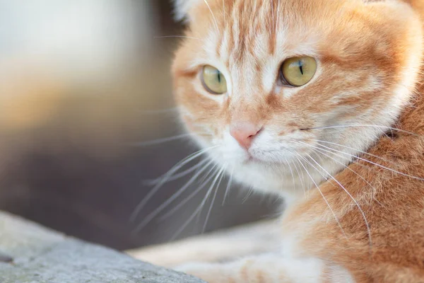 Portrait Cute Ginger Fat Cat Outdoors Face Pet Fluffy Cheeks — Fotografia de Stock