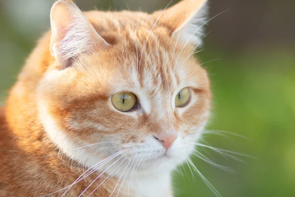 Πορτρέτο Του Χαριτωμένο Τζίντζερ Λίπος Γάτα Εξωτερικούς Χώρους Πρόσωπο Κατοικίδιο — Φωτογραφία Αρχείου