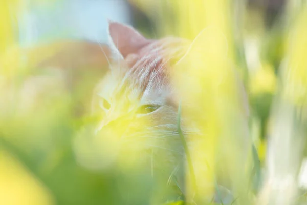 Ginger Cat Spring Garden Eating Green Juicy Grass Pets Health — Stock fotografie
