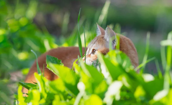 Beautiful Red Cat Walking Spring Garden Green Grass Pet Yard — Stock Photo, Image