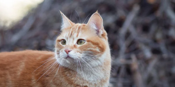 Bela Caça Gato Gengibre Quintal Animal Estimação Andando Natureza Primavera — Fotografia de Stock